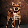 Nino participe au concours pour gagner de l'argent avec cette photo : dog, small_dog, standing, perky_ears, curled_tail, collar, studio_photo, brown_fur, alert, pet, animal, portrait, looking_at_camera, indoor, fur, mammal, cute, companion, canine, background