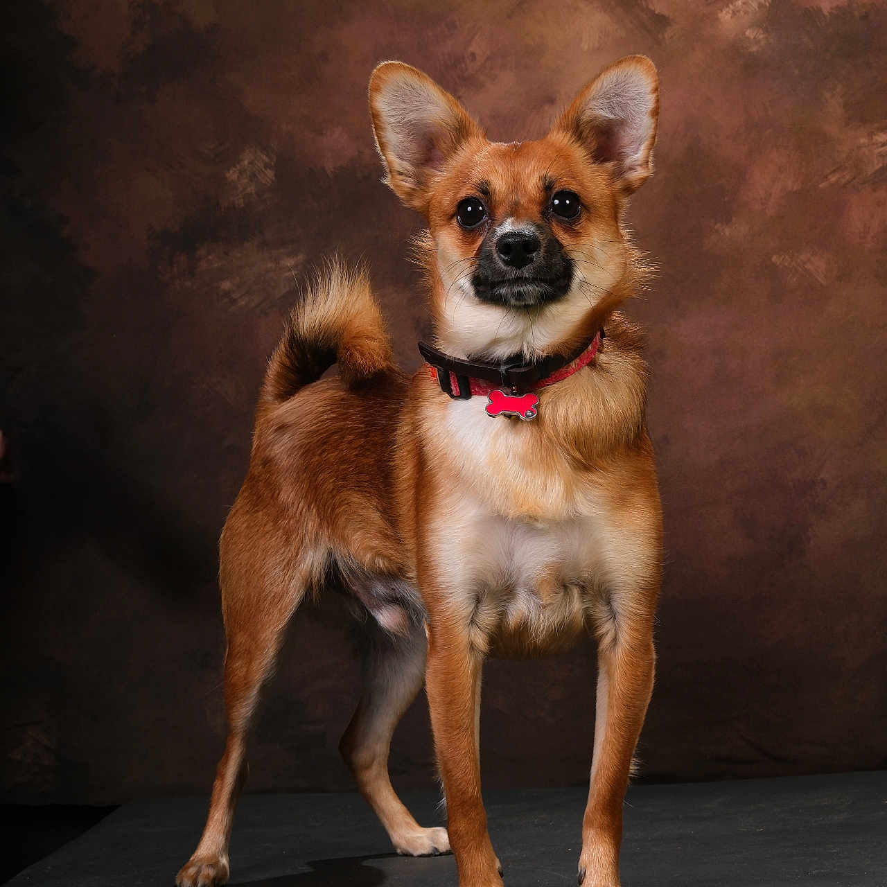 Nino participe au concours pour gagner de l'argent avec cette photo : dog, small_dog, standing, perky_ears, curled_tail, collar, studio_photo, brown_fur, alert, pet, animal, portrait, looking_at_camera, indoor, fur, mammal, cute, companion, canine, background