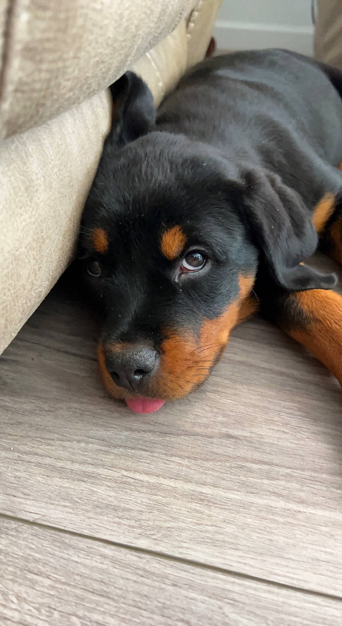 Roxxy is registered to the contest to win money with this photo: austrian_black_and_tan_hound, carnivore, companion_dog, dog, dog_breed, guard_dog, hound, hunting_dog, rottweiler, snout, sporting_group, terrestrial_animal, working_dog