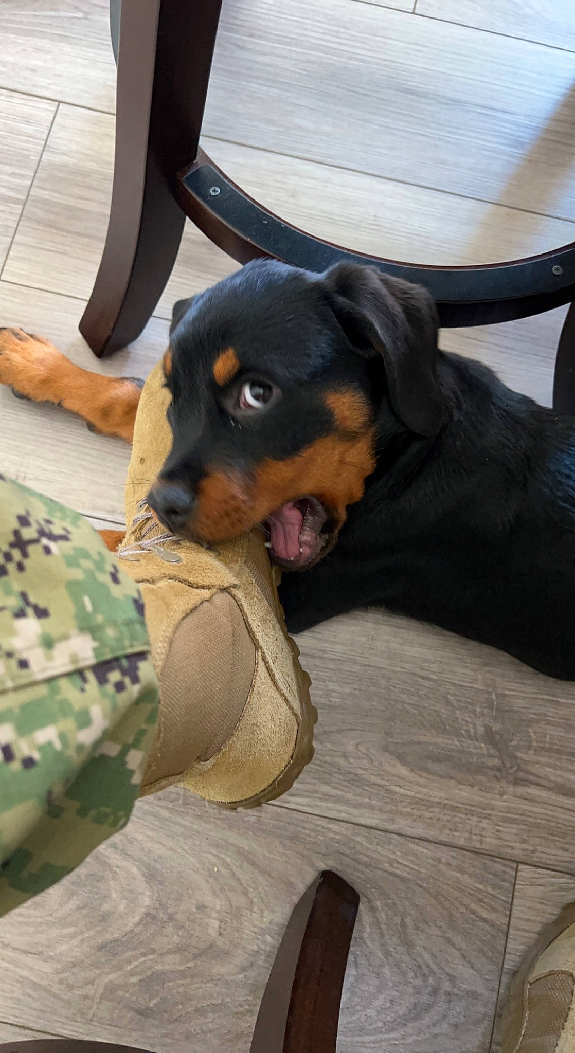 Roxxy is registered to the contest to win money with this photo: canidae, carnivore, comfort, companion_dog, dog, dog_breed, fawn, foot, guard_dog, hound, linens, military_camouflage, paw, rottweiler, sandal, snout, sporting_group, toy_dog, working_animal, working_dog
