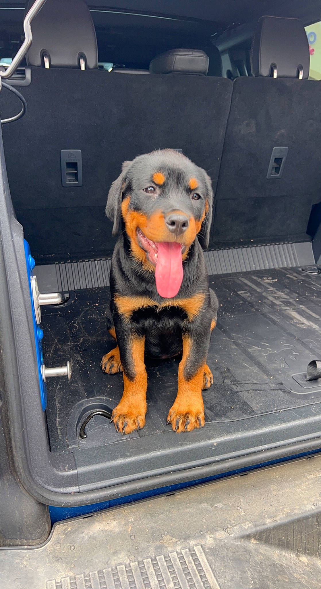Roxxy is registered to the contest to win money with this photo: auto_part, automotive_exterior, canidae, carnivore, companion_dog, composite_material, dog, dog_breed, guard_dog, hound, hunting_dog, mammal, smile, snout, sporting_group, transport, vehicle_door, windshield, working_animal, working_dog