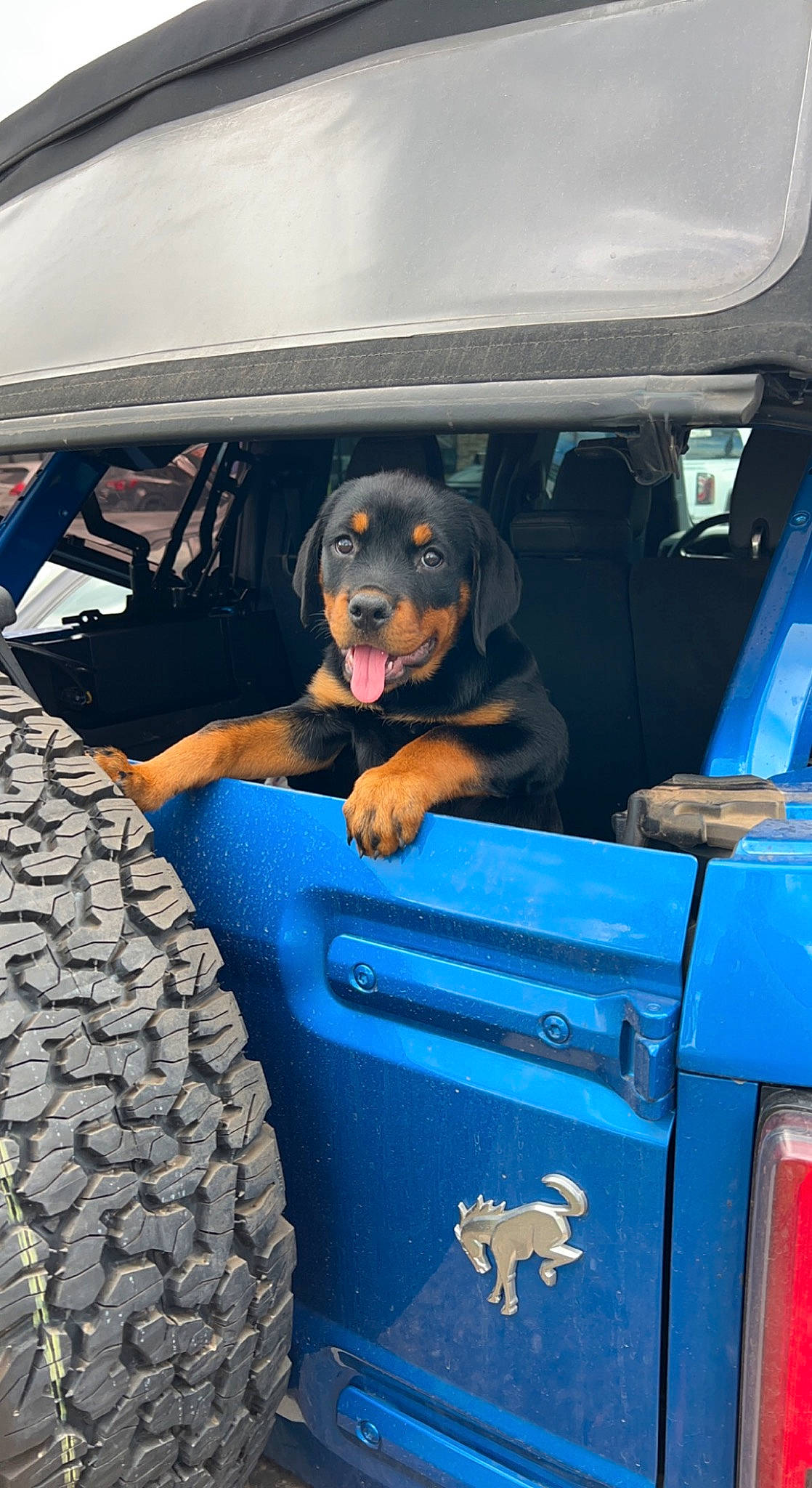 Roxxy joined the competition — help win amazing prizes! auto_part, automotive_design, automotive_exterior, automotive_lighting, automotive_tire, blue, bumper, car_seat_cover, carnivore, companion_dog, dog, dog_breed, door, electric_blue, gas, hood, motor_vehicle, trunk, vehicle, vehicle_door