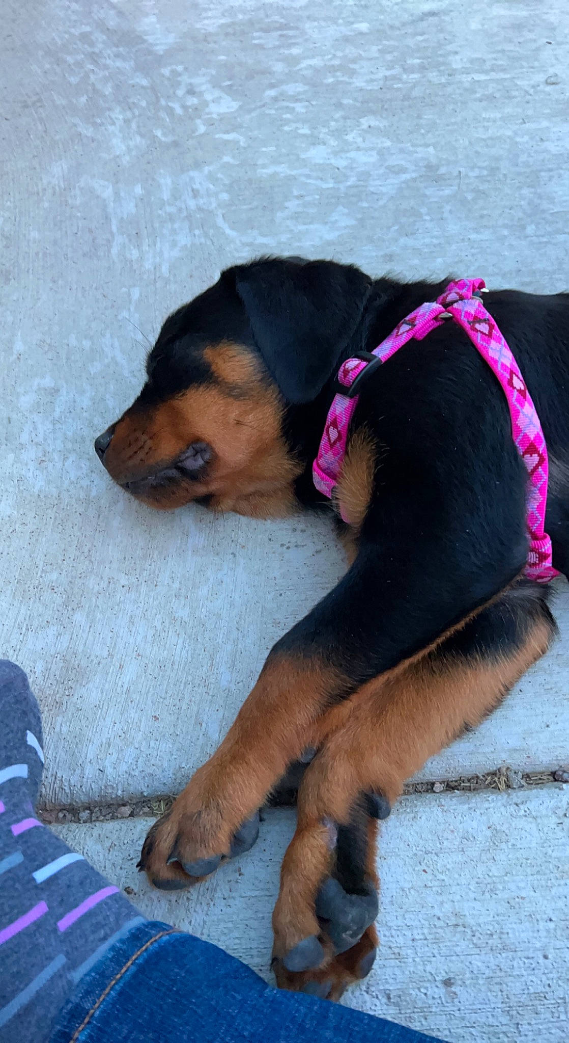 Roxxy joined the competition — help win amazing prizes! barefoot, canidae, carnivore, collar, comfort, companion_dog, dog, dog_breed, dog_supply, fawn, foot, fur, human_leg, leash, mammal, paw, snout, sporting_group, vertebrate, working_animal