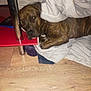 Ruby a rejoint le concours — aidez-le/la à gagner de superbes lots ! dog, brindle, blanket, resting, sleepy, wooden_floor, table_leg, red_surface, phone, indoors, cozy, fur, pet, domestic_animal, relaxed, animal, laying_down, household, comfort, quiet
