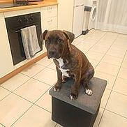 Ruby participe au concours pour gagner de l'argent avec cette photo : dog, brindle, pet, animal, kitchen, floor_tile, oven, fridge, white, gray, box, seated, indoor, curious, cushion, appliance, home, clean, tile_floor, domestic