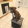 dog, brindle, pet, animal, kitchen, floor_tile, oven, fridge, white, gray, box, seated, indoor, curious, cushion, appliance, home, clean, tile_floor, domestic