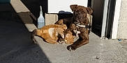 Ruby a rejoint le concours — aidez-le/la à gagner de superbes lots ! dog, cat, sunlight, concrete, building, outdoor, pet, brown_dog, orange_cat, relaxed, sunbathing, floor, doorway, collar, shadow, cleaning_supplies, animal, companion, resting, daylight
