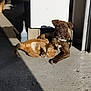 dog, cat, sunlight, concrete, building, outdoor, pet, brown_dog, orange_cat, relaxed, sunbathing, floor, doorway, collar, shadow, cleaning_supplies, animal, companion, resting, daylight