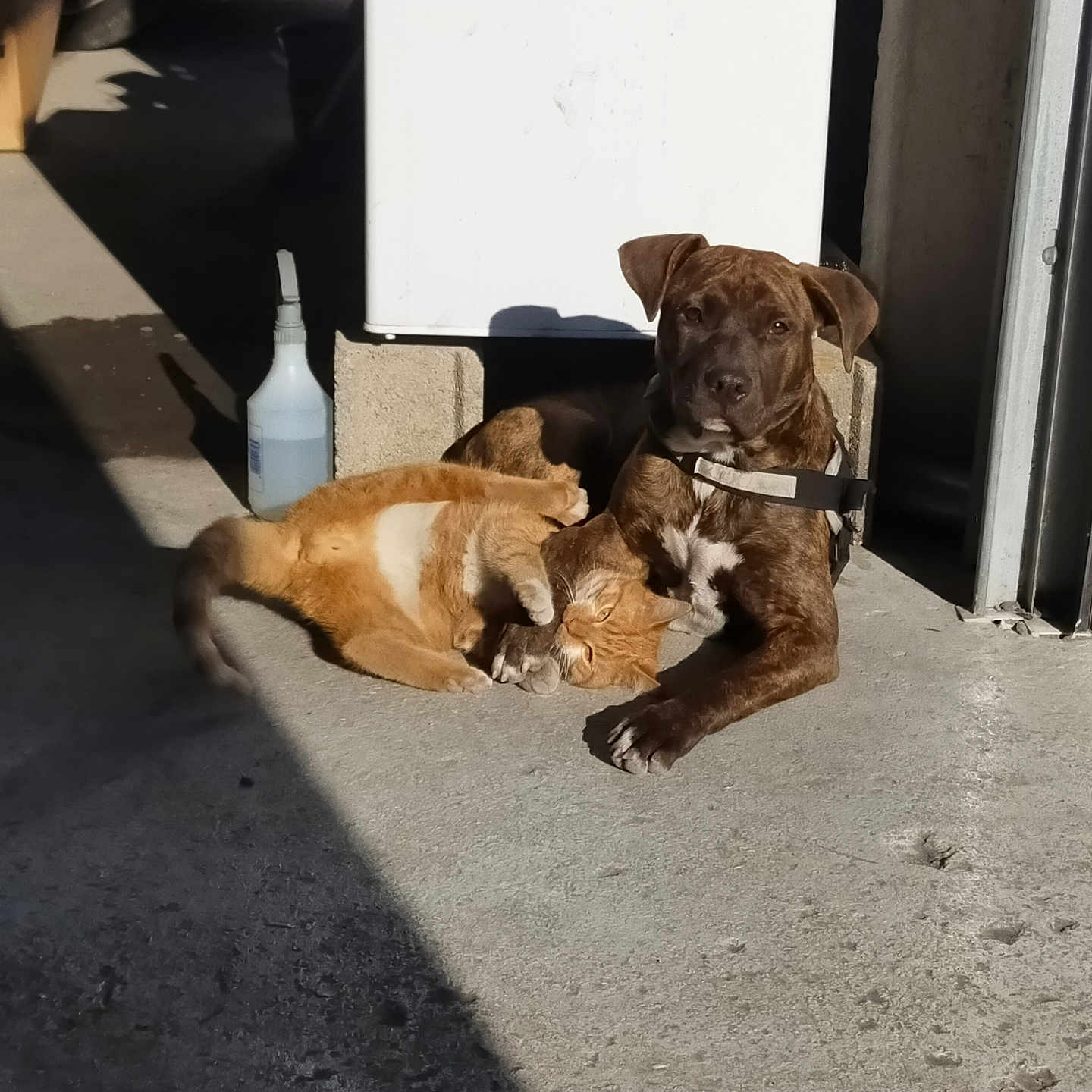 Ruby a rejoint le concours — aidez-le/la à gagner de superbes lots ! animal, brown_dog, building, cat, cleaning_supplies, collar, companion, concrete, daylight, dog, doorway, floor, orange_cat, outdoor, pet, relaxed, resting, shadow, sunbathing, sunlight