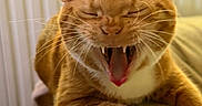 Nina participe au concours pour gagner de l'argent avec cette photo : cat, orange_tabby, feline, yawning, open_mouth, teeth, whiskers, ears, paws, crossed_paws, fur, striped_fur, close_up, portrait, indoor, home, blanket, radiator, warm_lighting, funny