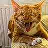 cat, orange_tabby, feline, yawning, open_mouth, teeth, whiskers, ears, paws, crossed_paws, fur, striped_fur, close_up, portrait, indoor, home, blanket, radiator, warm_lighting, funny