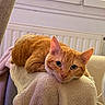 cat, ginger_cat, orange_fur, pet, animal, whiskers, green_eyes, pointed_ears, furry, relaxed, lying_down, blanket, plush, indoor, home, radiator, window, cozy, portrait, close_up