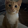 cat, orange_cat, white_chest, pet, kitten, sitting, wide_eyes, whiskers, ears, nose, paws, fur, portrait, indoor, bed, bedroom, home, cozy, dim_lighting, animal_photography