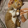 cat, orange_cat, white_paws, furry, pet, animal, lying_down, belly_up, relaxed, cute, sleepy, indoor, bed, blanket, floral_pattern, cozy, portrait, whiskers, green_eyes, playful