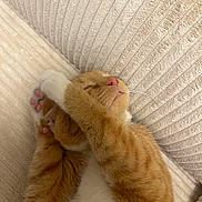 Nina participe au concours pour gagner de l'argent avec cette photo : cat, ginger_cat, orange_cat, white_cat, sleeping, nap, relaxed, upside_down, paws, pink_paw_pads, whiskers, closed_eyes, furry, pet, domestic_animal, couch, chair, upholstery, cozy, portrait