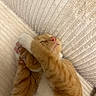 cat, ginger_cat, orange_cat, white_cat, sleeping, nap, relaxed, upside_down, paws, pink_paw_pads, whiskers, closed_eyes, furry, pet, domestic_animal, couch, chair, upholstery, cozy, portrait
