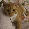 cat, orange_cat, tabby, white_chest, white_paw, pet, animal, feline, whiskers, ears, eyes, nose, paw, lying_down, relaxed, bed, blanket, bedroom, indoor, portrait
