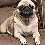dog, pug, pet, couch, brown, fur, animal, sitting, indoor, face, paw, cute, canine, domestic_animal, resting, furniture, companion, looking, portrait, home
