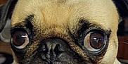 Yoda joined the competition — help win amazing prizes! pug, dog, close_up, indoor, pet, animal, face, expression, cute, fur, brown, black, eyes, nose, whiskers, mouth, television, blurry_background, wood_paneling, companion