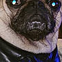 dog, pug, close_up, leather_jacket, pet, animal, face, wrinkles, eyes, fur, portrait, indoor, cute, mammal, expression, black, beige, snout, whiskers, canine