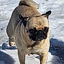 dog, pug, snow, outdoor, pet, animal, winter, fur, mammal, walking, cute, small_dog, nature, daylight, cold, playful, canine, portrait, single_animal, tail