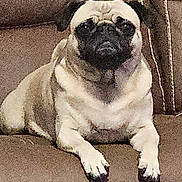 Yoda is registered to the contest to win money with this photo: pug, dog, pet, couch, brown, indoor, animal, seated, furniture, canine, companion, home, cute, small_dog, resting, domestic, fur, portrait, looking, relaxed