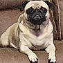 pug, dog, pet, couch, brown, indoor, animal, seated, furniture, canine, companion, home, cute, small_dog, resting, domestic, fur, portrait, looking, relaxed