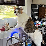 Cali joined the competition — help win amazing prizes! cat, calico_cat, kitchen, sink, faucet, window, soap_dispenser, spices, doll, cardinal_figurine, countertop, indoor, pet, curious, domestic, animal, green_eyes, standing, natural_light, household