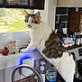 cat, calico_cat, kitchen, sink, faucet, window, soap_dispenser, spices, doll, cardinal_figurine, countertop, indoor, pet, curious, domestic, animal, green_eyes, standing, natural_light, household