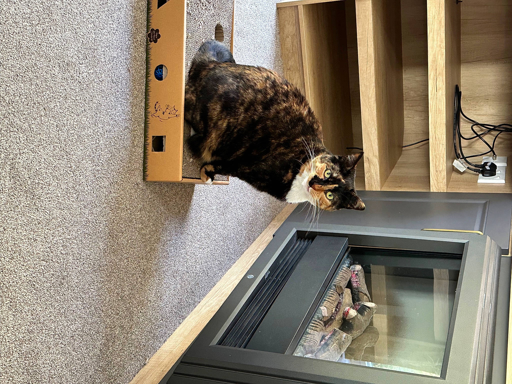 Bean is registered to the contest to win money with this photo: carnivore, cat, domestic_short_haired_cat, door, felidae, flooring, fur, metal, military_camouflage, rectangle, room, security, small_to_medium_sized_cats, sporting_group, stairs, tail, wood