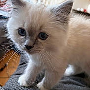 Loki joined the competition — help win amazing prizes! kitten, cat, white_fur, blue_eyes, pet, feline, whiskers, indoor, curious, close_up, young_animal, soft_fur, domestic_cat, animal, cute, small, paw, face, portrait, cozy