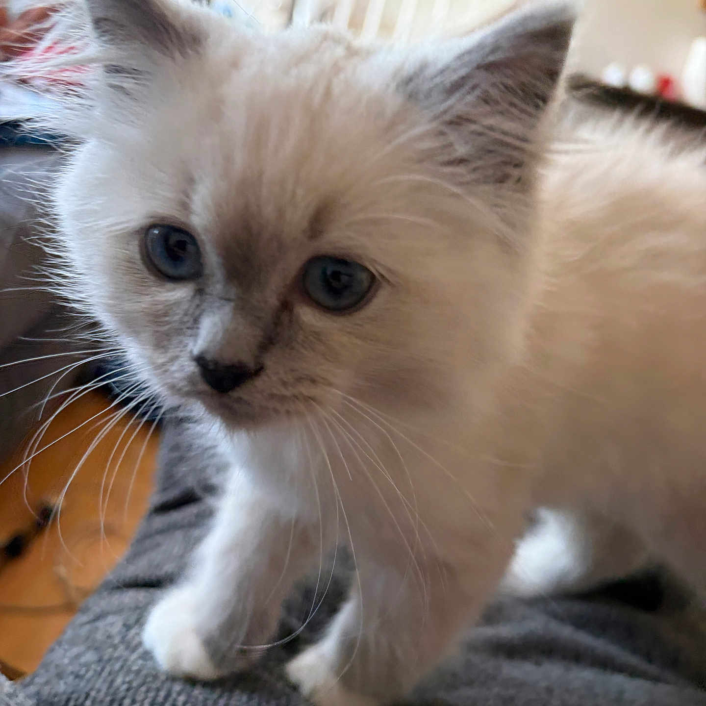 Loki