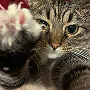 Lilly joined the competition — help win amazing prizes! cat, tabby, paw, close_up, indoor, toy, curious, pet, feline, whiskers, floor, red_rug, shoe, playful, fur, animal, domestic, claw, focus, blur