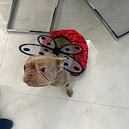 Chanel is registered to the contest to win money with this photo: dog, french_bulldog, costume, ladybug, red, black, wings, pet, indoor, floor, marble, chair, metal, curious, animal, small_dog, looking_up, cute, playful, domestic