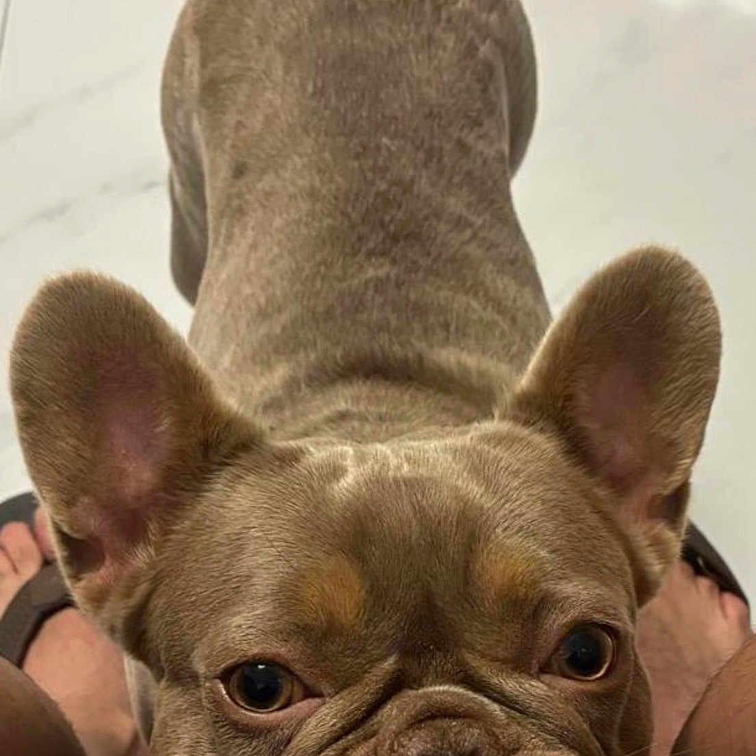 Chanel is registered to the contest to win money with this photo: french_bulldog, dog, pet, animal, portrait, cute, ears, wrinkles, face, looking_up, floor, tile, indoor, resting, charming, brown, companion, domestic, close_up, footwear