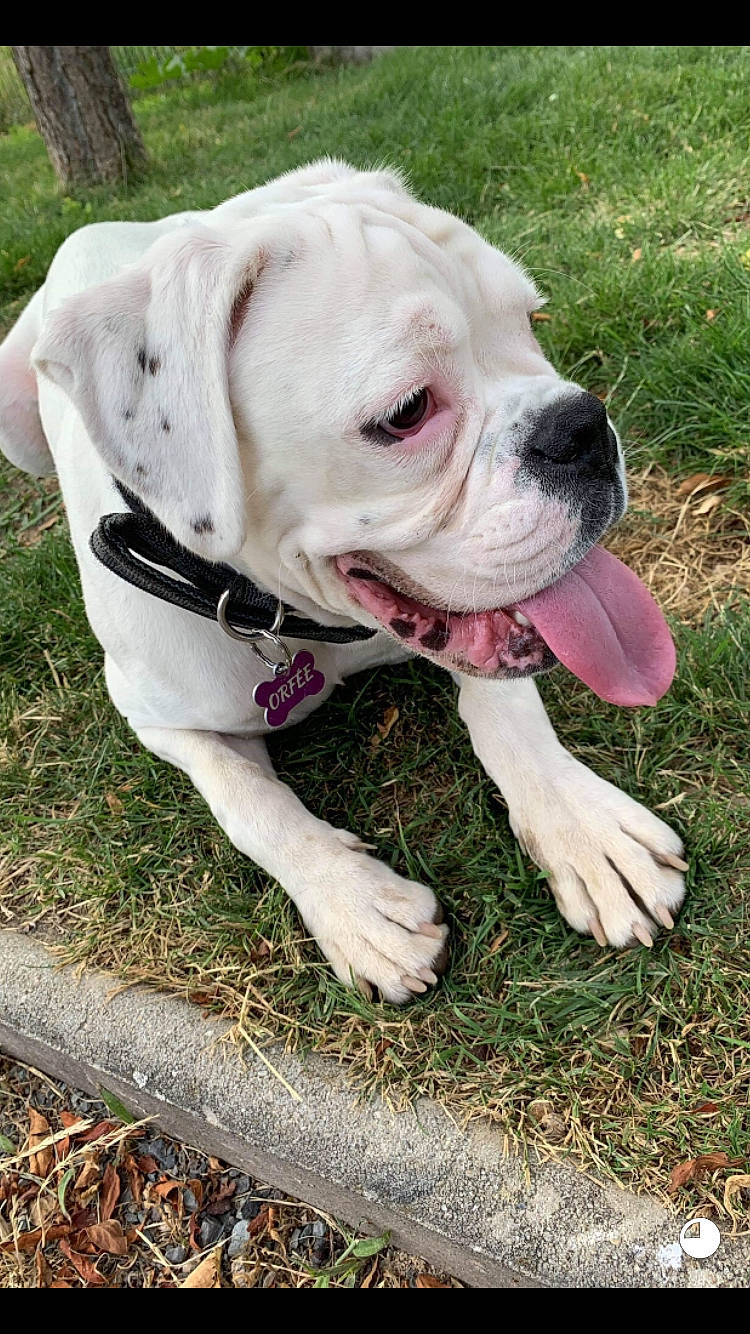 Orfée a rejoint le concours — aidez-le/la à gagner de superbes lots ! bulldog, canidae, carnivore, collar, companion_dog, dog, dog_breed, dog_collar, dog_supply, fawn, grass, molosser, pet_supply, plant, snout, sporting_group, tree, working_animal, working_dog, wrinkle