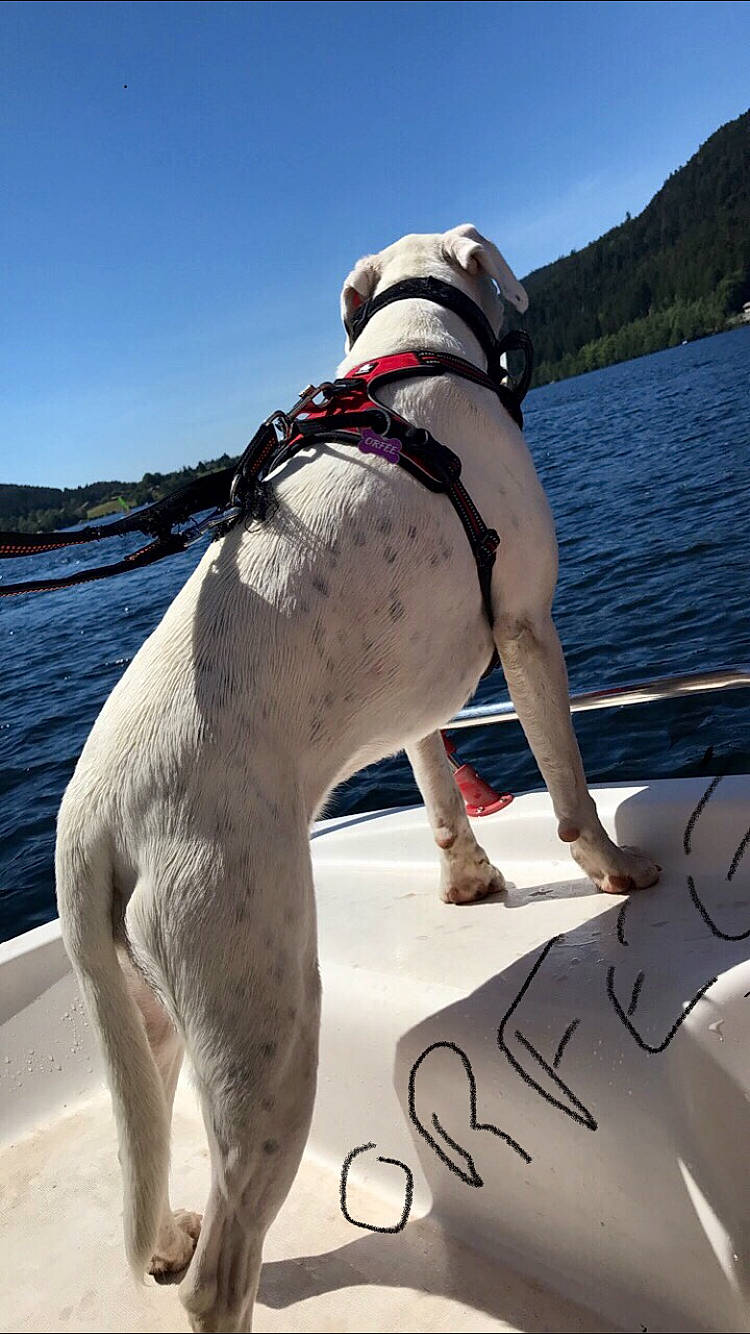 Orfée a rejoint le concours — aidez-le/la à gagner de superbes lots ! boat, boats_and_boating_equipment_and_supplies, carnivore, collar, companion_dog, dog, dog_breed, dog_collar, eyewear, fawn, lake, leisure, personal_protective_equipment, recreation, sky, sporting_group, thigh, vertebrate, water, working_animal