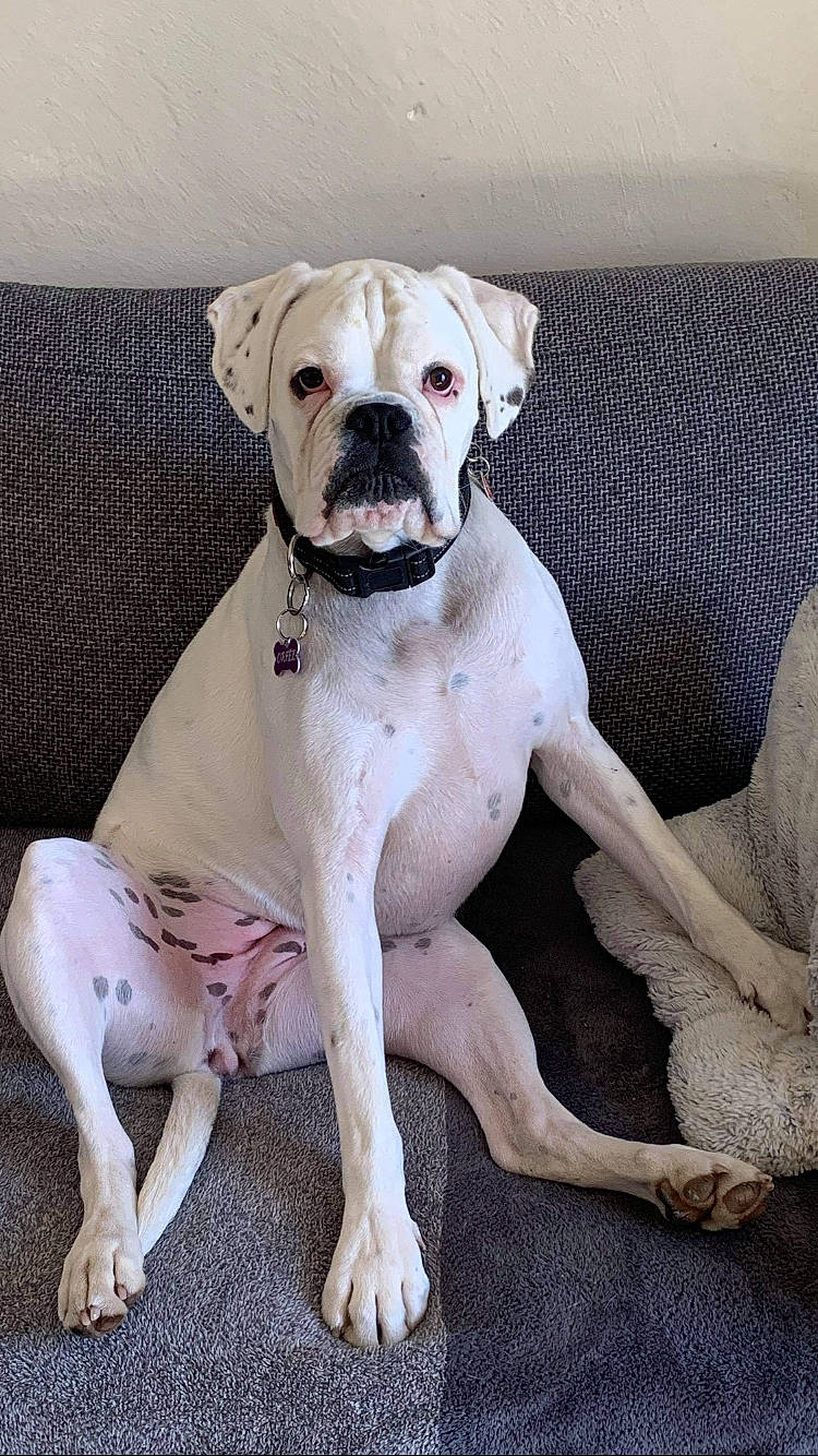 Orfée a rejoint le concours — aidez-le/la à gagner de superbes lots ! boxer, canidae, carnivore, collar, comfort, companion_dog, dog, dog_breed, dog_collar, fawn, molosser, non_sporting_group, paw, plant, snout, sporting_group, whiskers, working_animal, working_dog, wrinkle