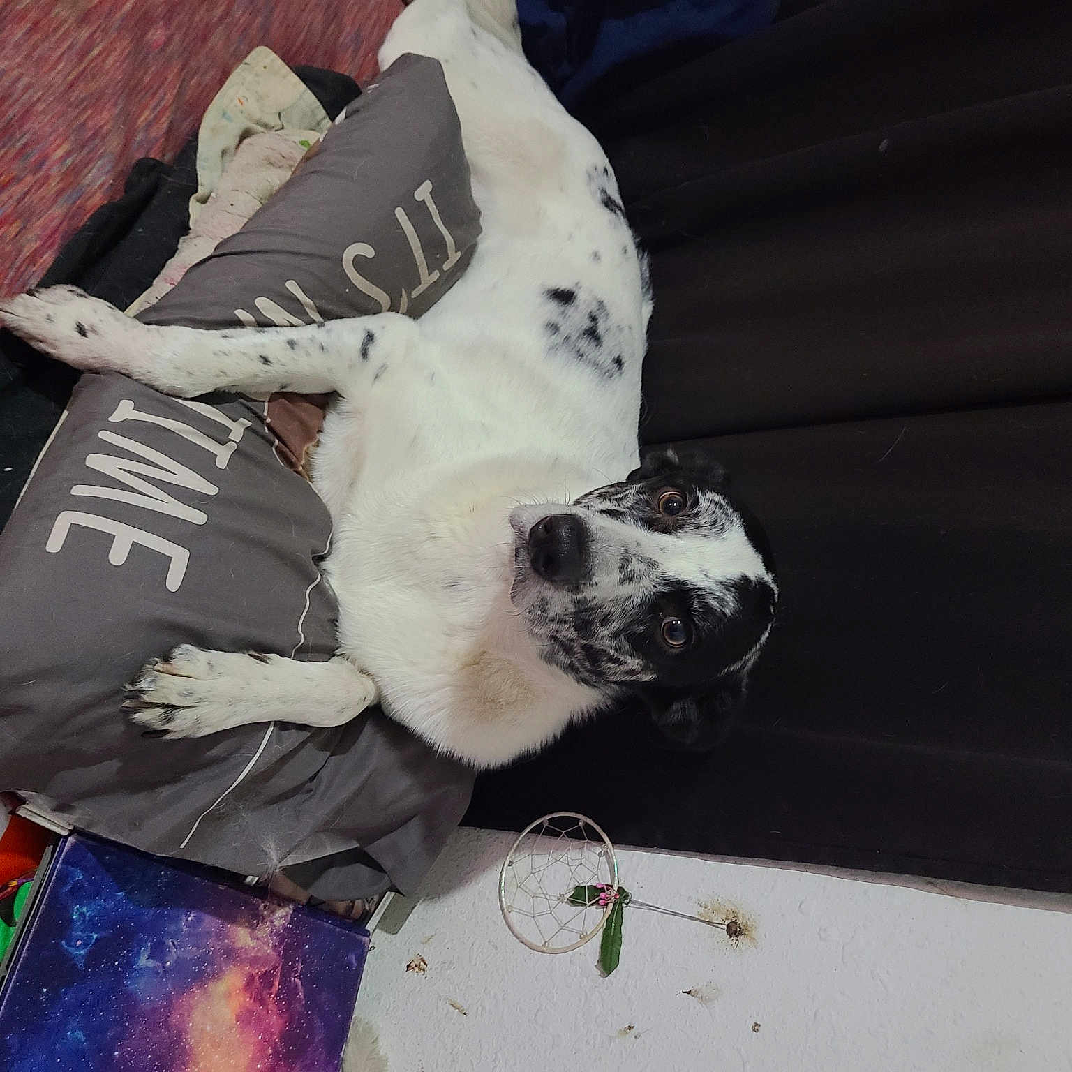 Max joined the competition — help win amazing prizes! art, bag, canidae, carmine, carnivore, companion_dog, dog, dog_breed, eyewear, fawn, fur, graffiti, grey, snout, sporting_group, t_shirt, vehicle_door, visual_arts, whiskers, working_animal