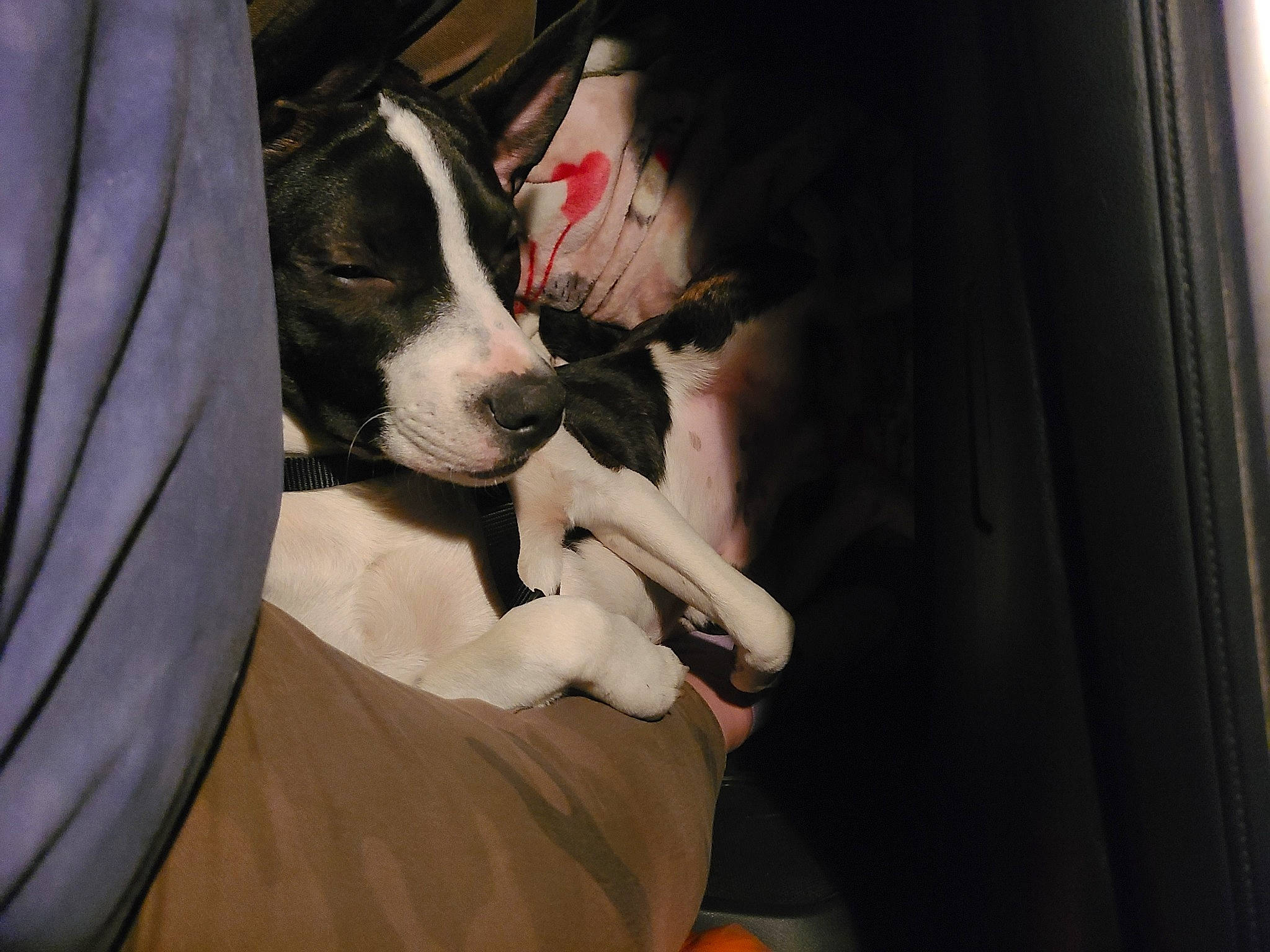 Demon is registered to the contest to win money with this photo: canidae, carnivore, collar, comfort, companion_dog, dog, dog_breed, dog_collar, dog_supply, fawn, formal_wear, fur, guard_dog, non_sporting_group, pet_supply, snout, sporting_group, whiskers, window, working_animal