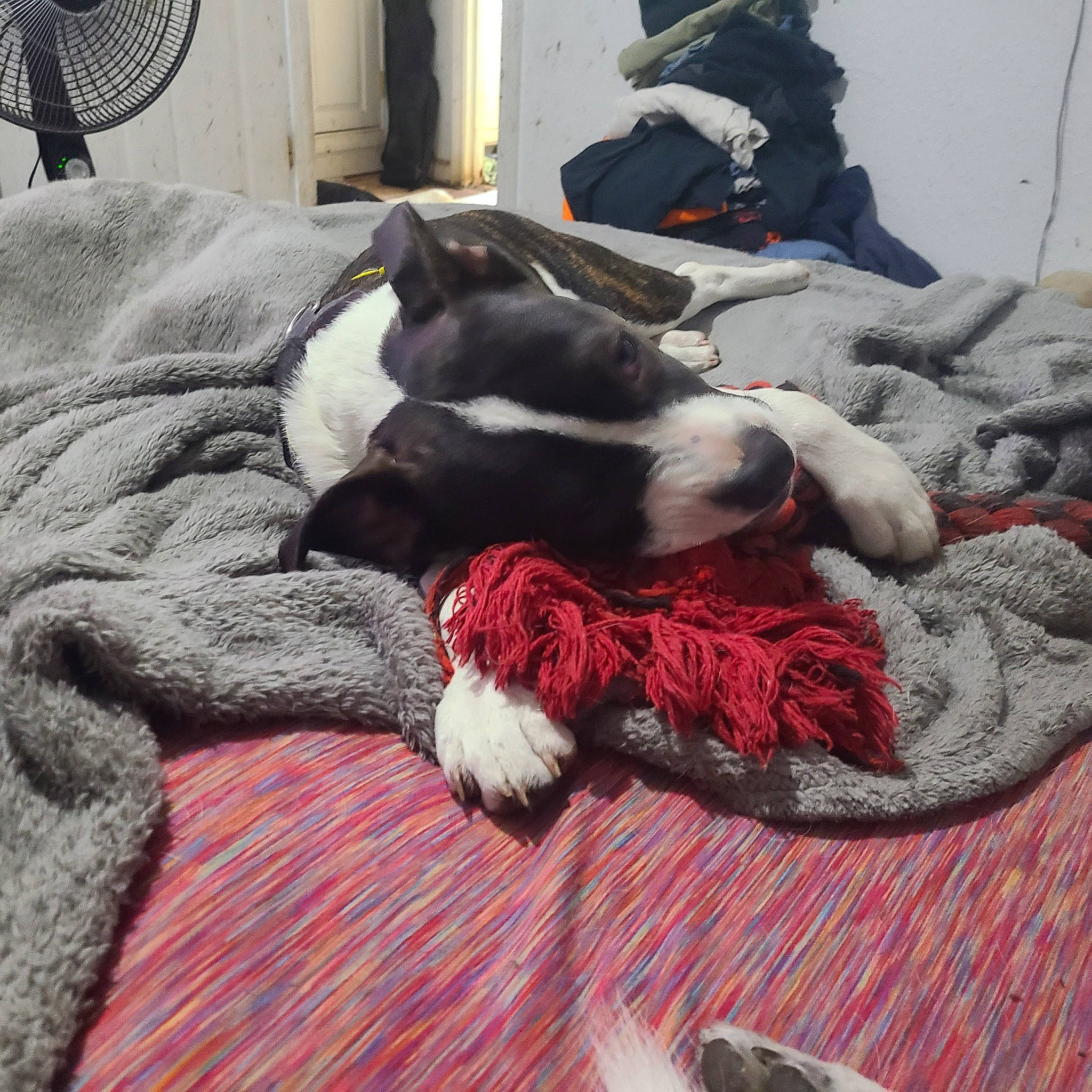 Demon joined the competition — help win amazing prizes! canidae, carmine, carnivore, comfort, companion_dog, dog, dog_breed, electric_fan, flooring, fur, grey, lifebuoy, linens, mechanical_fan, pattern, sporting_group, tableware, tail, textile, working_animal