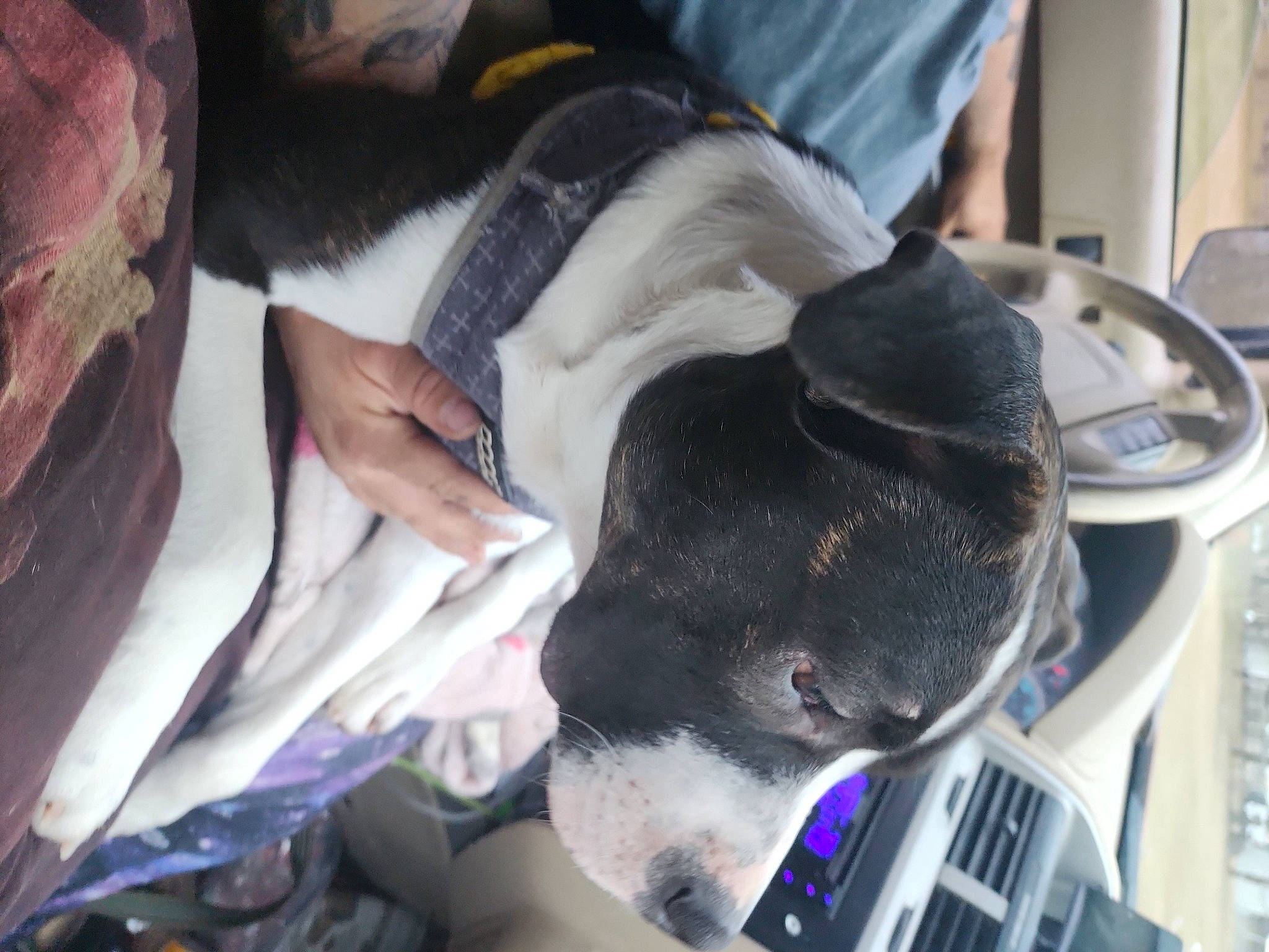 Demon joined the competition — help win amazing prizes! canidae, carnivore, collar, comfort, companion_dog, computer, computer_keyboard, dog, dog_breed, ear, fur, laptop, nap, non_sporting_group, snout, sporting_group, whiskers