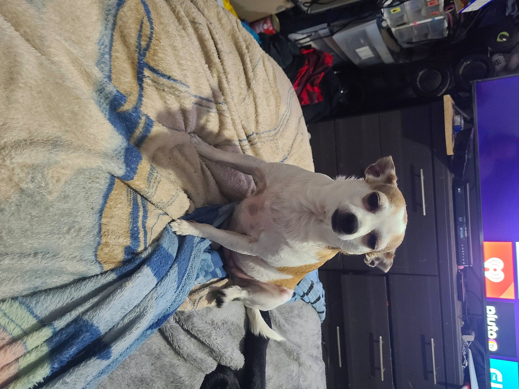 Eva joined the competition — help win amazing prizes! canidae, carnivore, collar, companion_dog, dog, dog_breed, electric_blue, fawn, fur, jaw, non_sporting_group, snout, sporting_group, working_animal