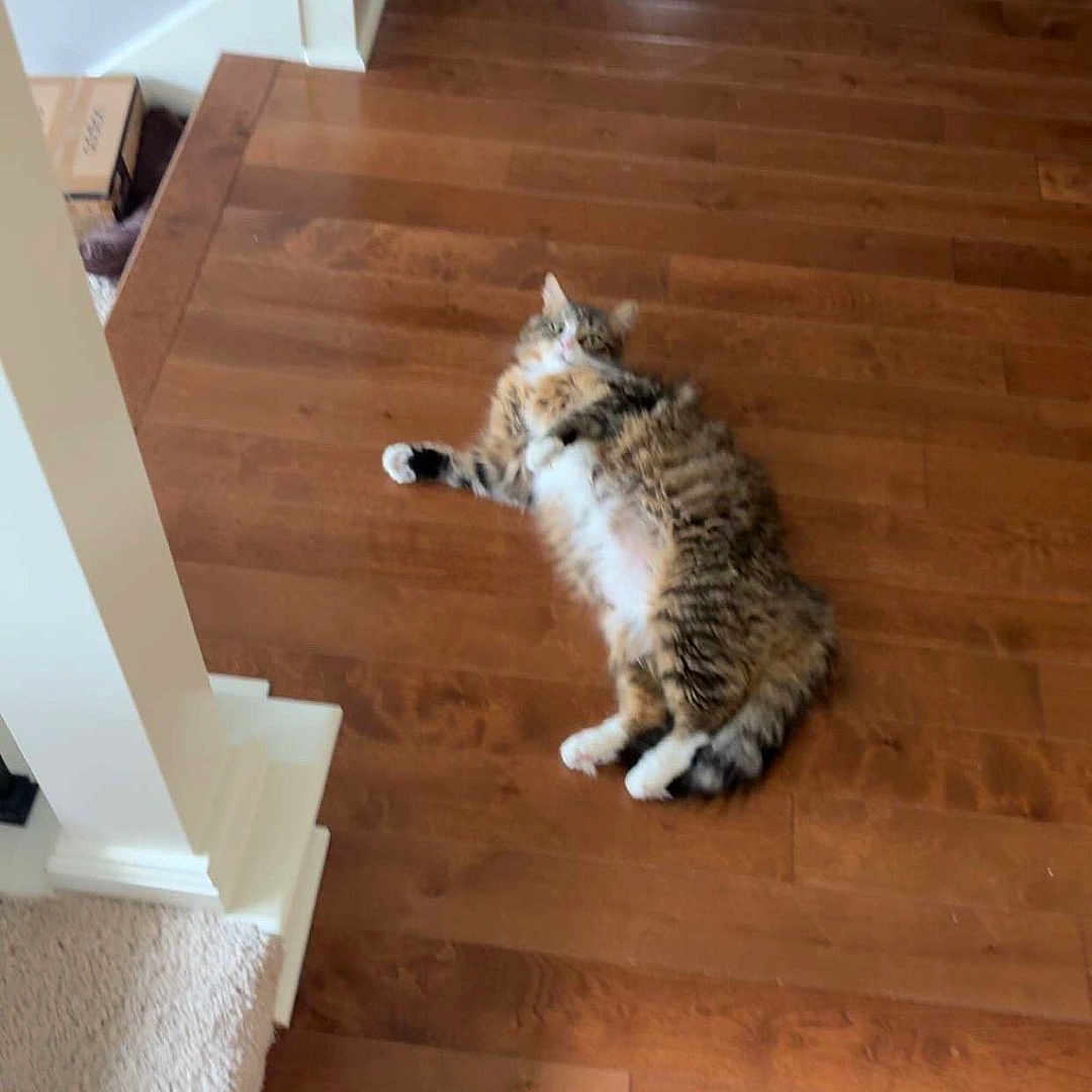 Barley is registered to the contest to win money with this photo: cat, fluffy, wooden_floor, indoor, relaxed, carpet, stairs, box, home, pet, fur, tabby, curious, lazy, domestic, animal, flooring, resting, looking_up, cozy