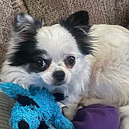 Mitzi joined the competition — help win amazing prizes! dog, toy, stuffed_animal, black_and_white, fluffy, couch, indoor, pet, cute, small_dog, relaxed, plush, fur, ears, face, eyes, lying_down, cozy, home, comfort