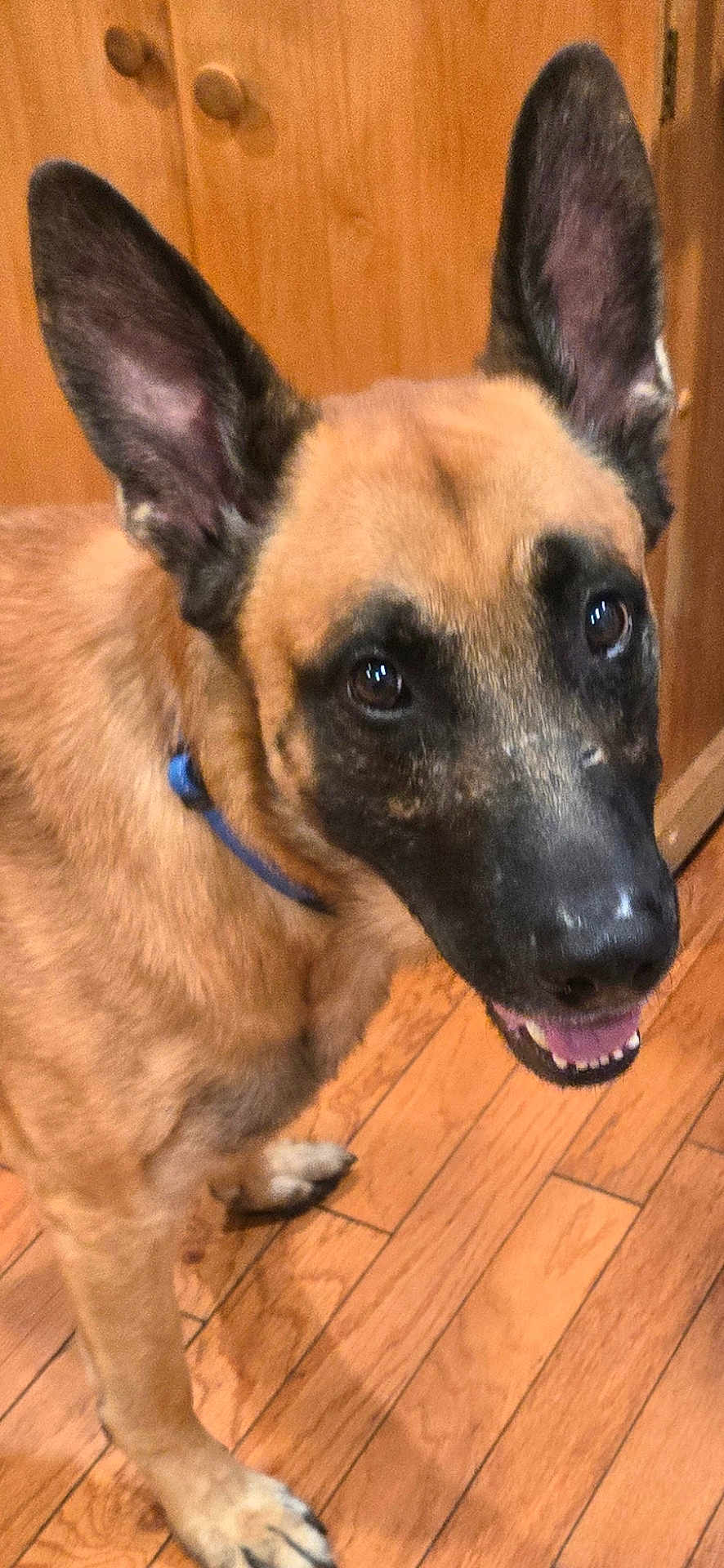 Zeus joined the competition — help win amazing prizes! animal, black_muzzle, brown_fur, canine, closeup, collar, dog, domestic_animal, ears, friendly, happy, indoor, looking_up, paw, pet, smiling, standing, tongue, wooden_cabinet, wooden_floor