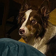 Tobÿ a rejoint le concours — aidez-le/la à gagner de superbes lots ! animal, black, border_collie, brown, canine, closeup, companion, cozy, dog, ears, face, fur, home, indoor, looking_away, pet, pillow, portrait, relaxed, white