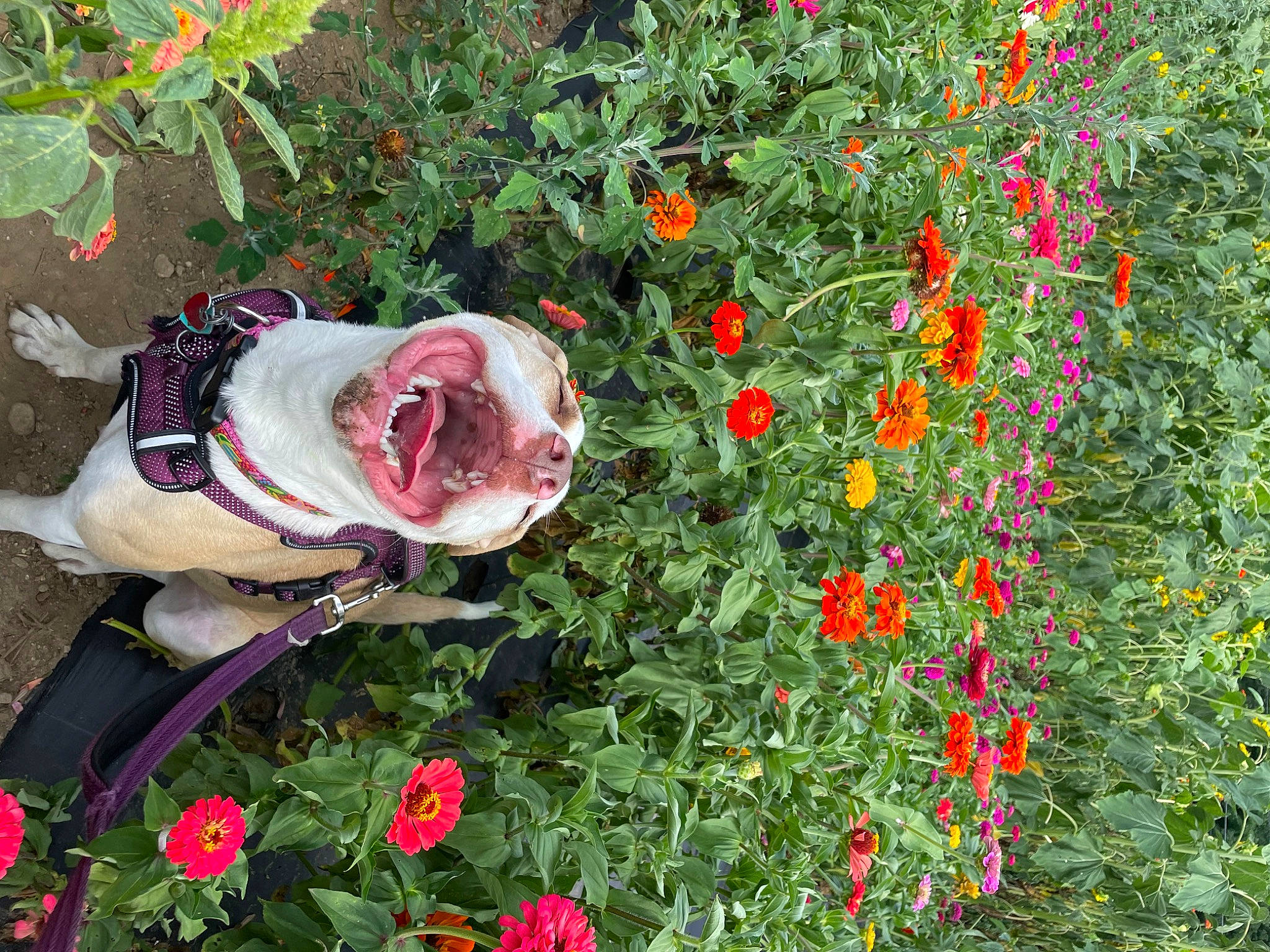 Paisley joined the competition — help win amazing prizes! annual_plant, botany, carnivore, companion_dog, dog, dog_breed, flower, flowering_plant, garden, gardening, grass, groundcover, herbaceous_plant, petal, plant, rose, rose_family, rose_order, shrub, tree