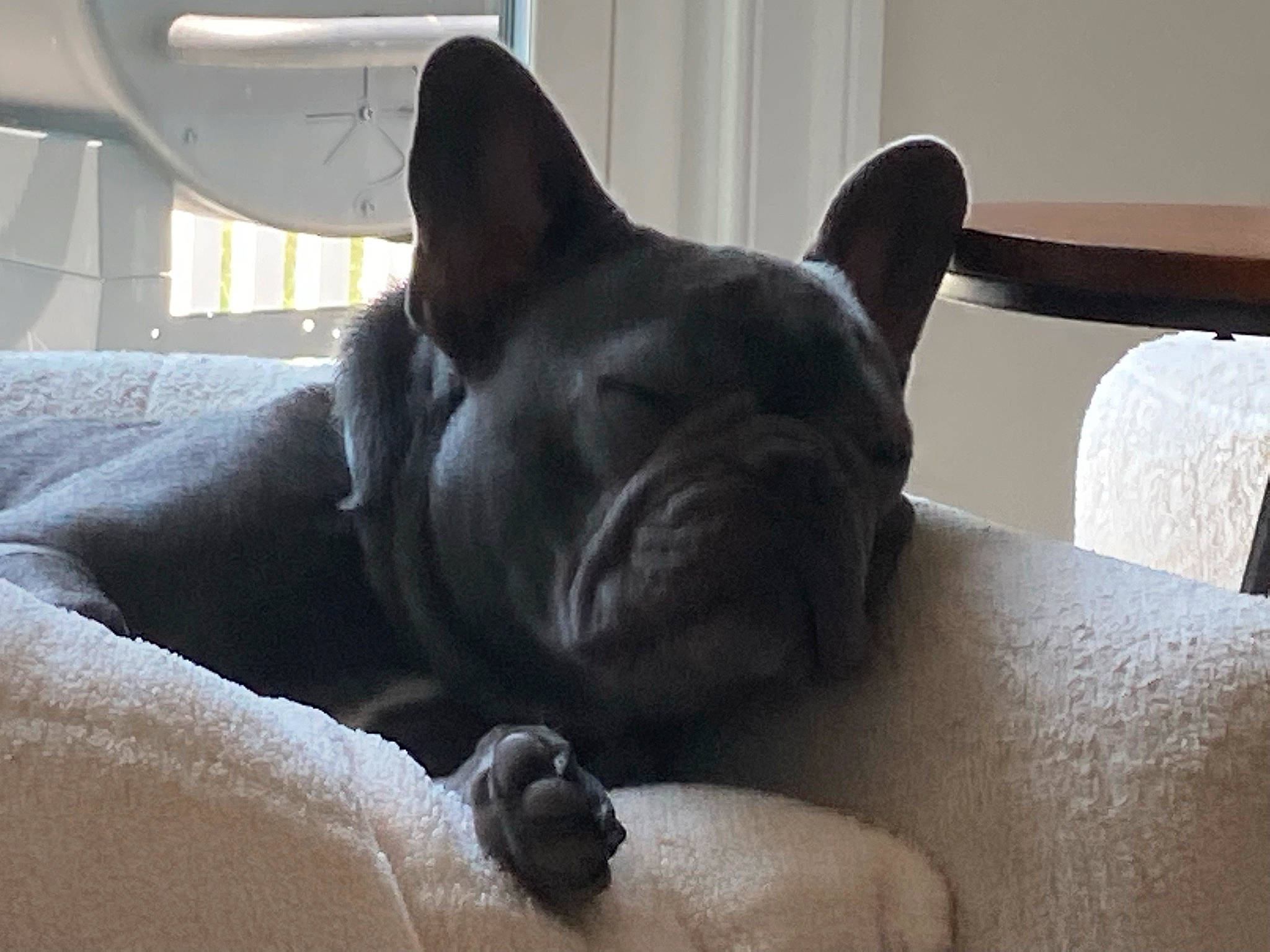 Tux joined the competition — help win amazing prizes! bulldog, canidae, carnivore, comfort, companion_dog, dog, dog_breed, fawn, grey, molosser, non_sporting_group, snout, sporting_group, terrestrial_animal, toy_dog, whiskers, working_animal, wrinkle