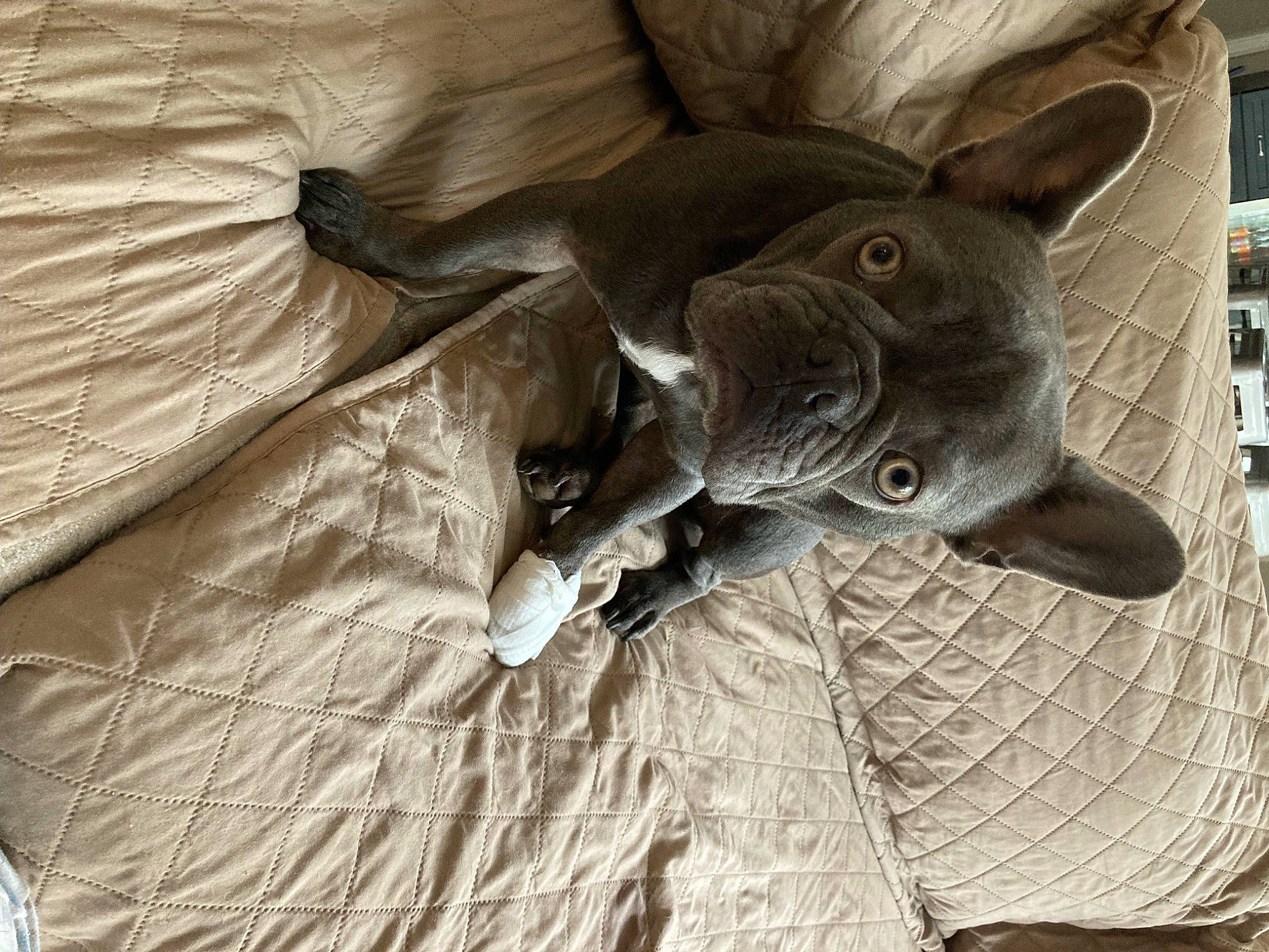 Tux joined the competition — help win amazing prizes! comfort, ear, fawn, fur, grey, hardwood, jaw, natural_material, pattern, sculpture, snout, tail, terrestrial_animal, whiskers, wildlife, wood, working_animal, wrinkle